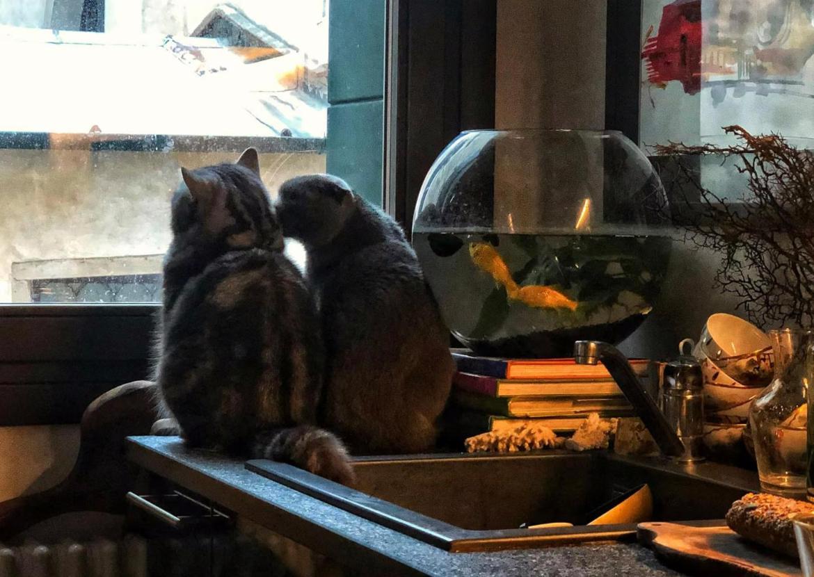 Cats And Antiques In Private Habitación en casa particular